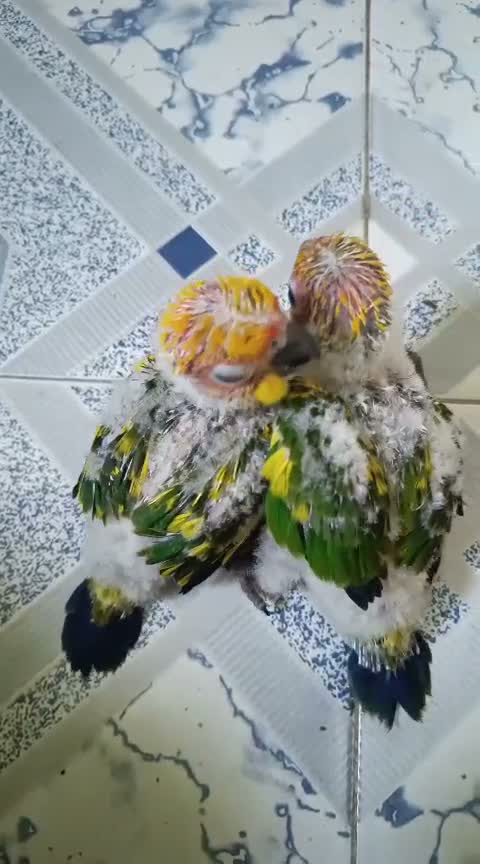 Sun Conure, farm video