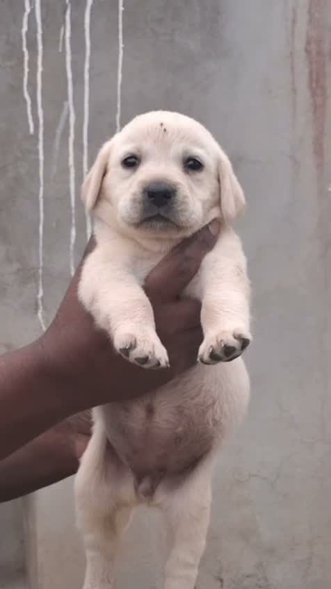 Beagle Black & Tan Puppy, farm video