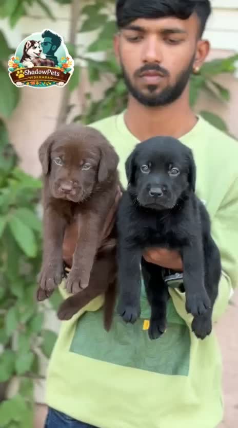 Beagle Black & Tan Puppy, farm video