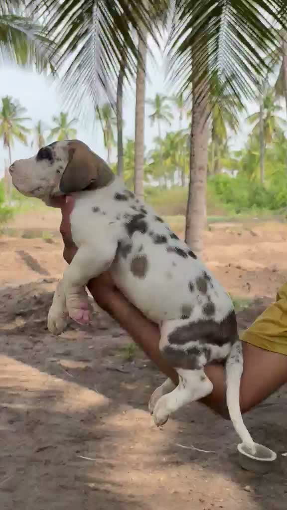 Great Dane Puppy, farm video