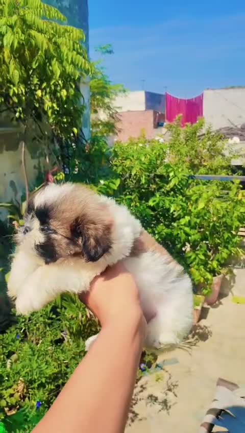Shih Tzu | Black Color, farm video