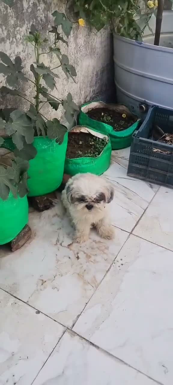 Shih Tzu | Black Color, farm video