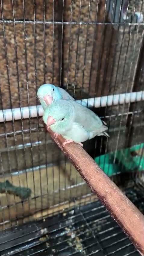 Parrotlet, farm video