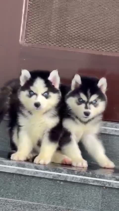 Siberian Husky Puppy | Black & White Color, farm video