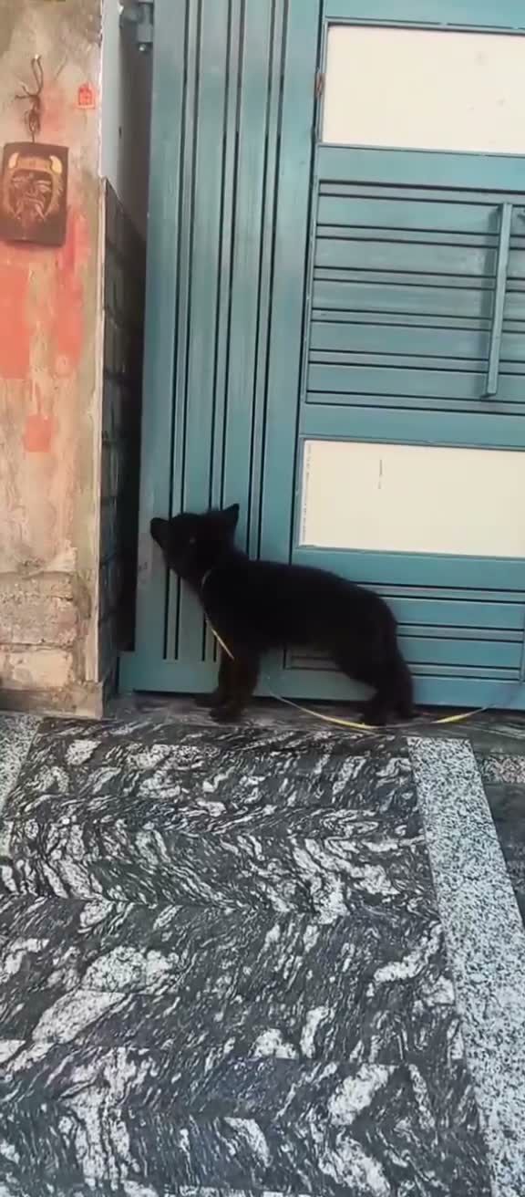 German Shepherd Puppy, farm video