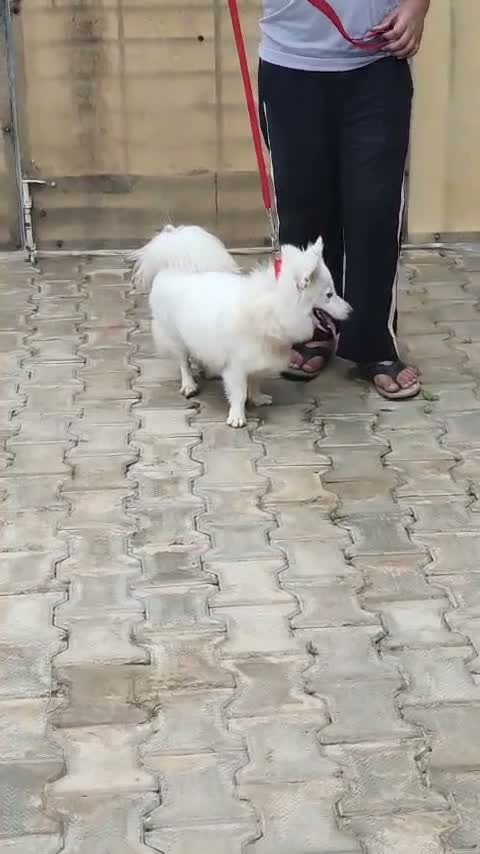 Pomeranian Puppy, farm video