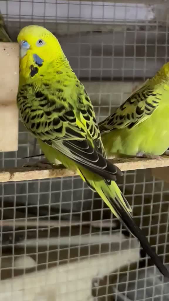 Budgies | Fallow, farm video