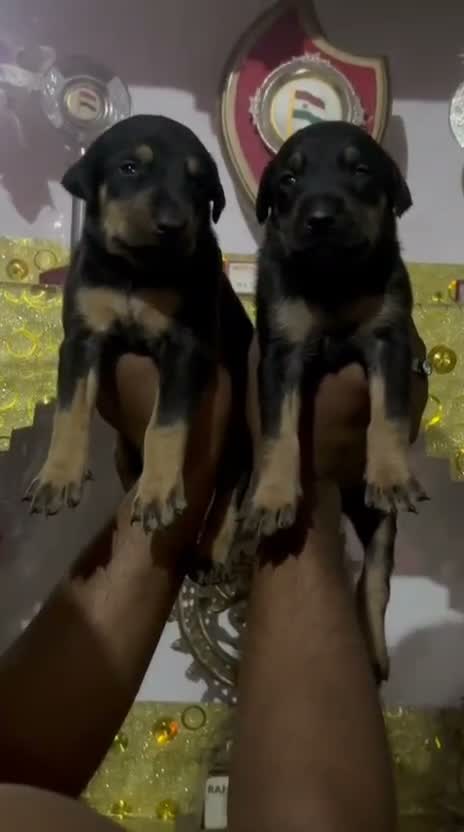 Doberman Pinscher Puppy, farm video