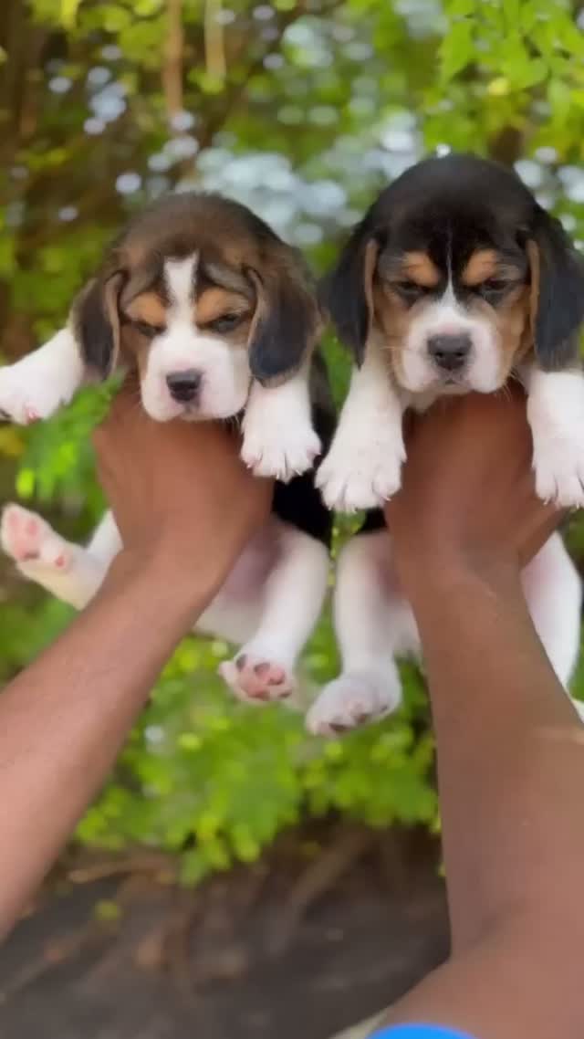 Beagle Black & Tan Puppy, farm video