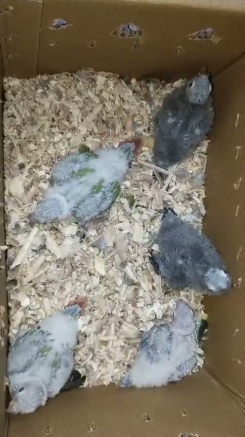 Pineapple Headed Conure, farm video