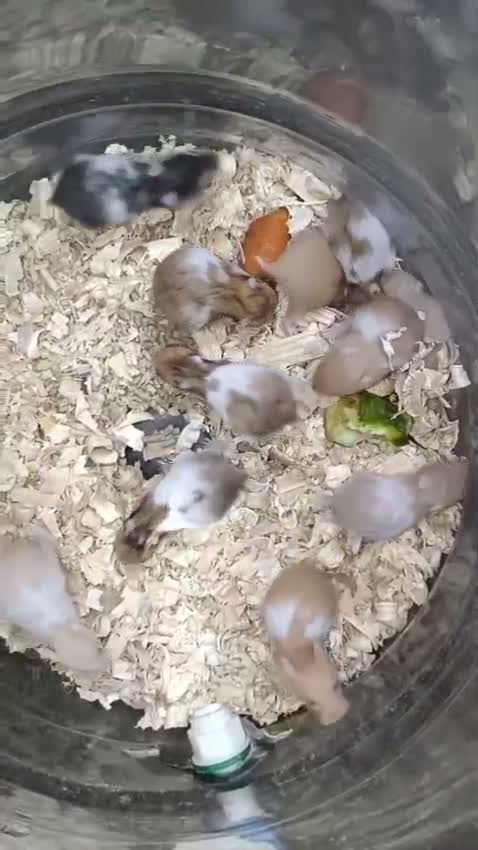 Dwarf Hamster Babies | Adults, farm video