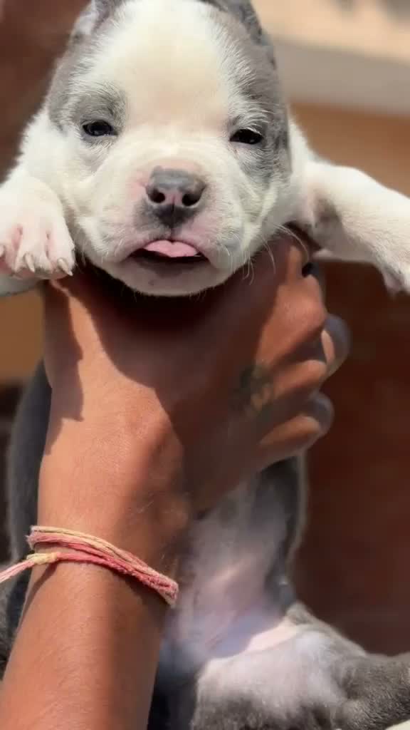 American Bully Pocket Size Puppy, farm video