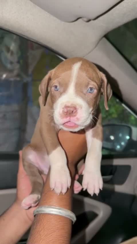 American Bully Pocket Size Puppy, farm video