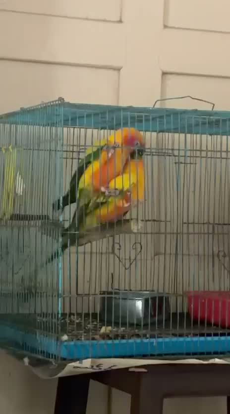 Sun Conure, farm video