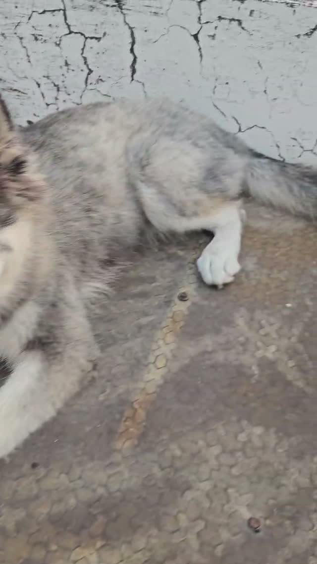 Siberian Husky Puppy | Black & White Color, farm video