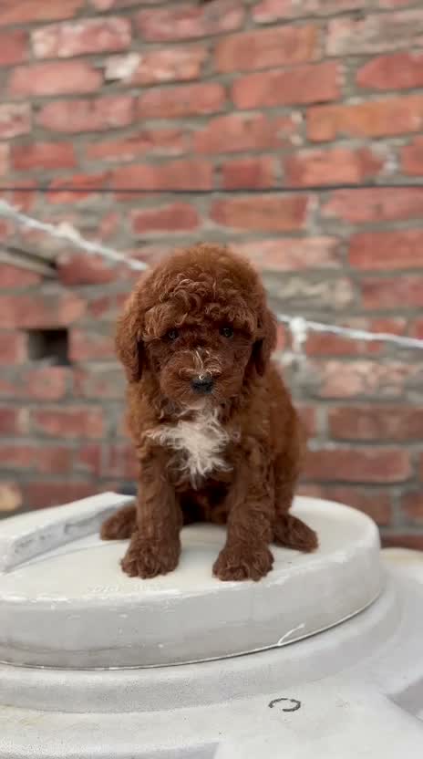 Standard Poodle Puppy | White, farm video