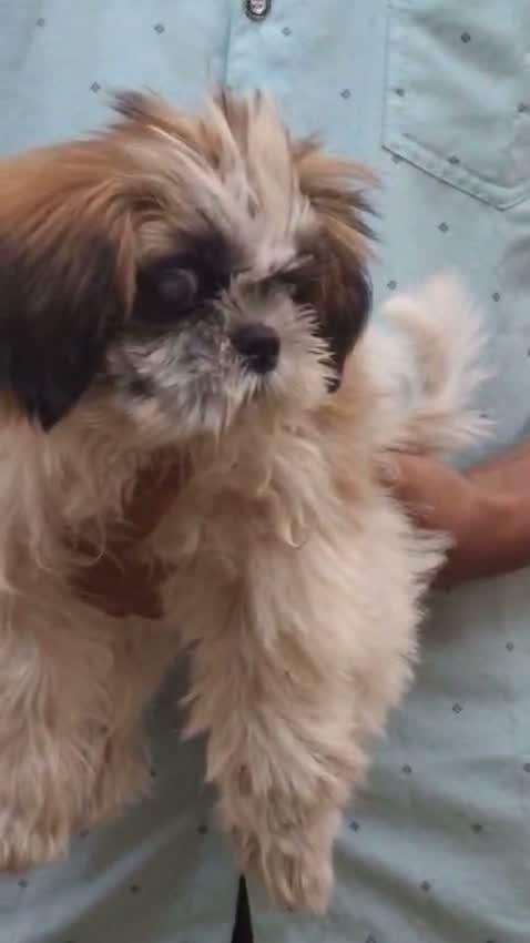 Shih Tzu | Black Color, farm video