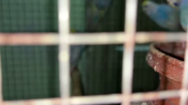 Budgies | Fallow, farm video