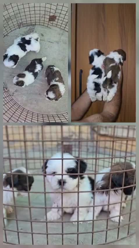 Shih Tzu | Black Color, farm video