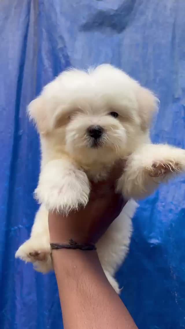 Maltese Puppy | White, farm video