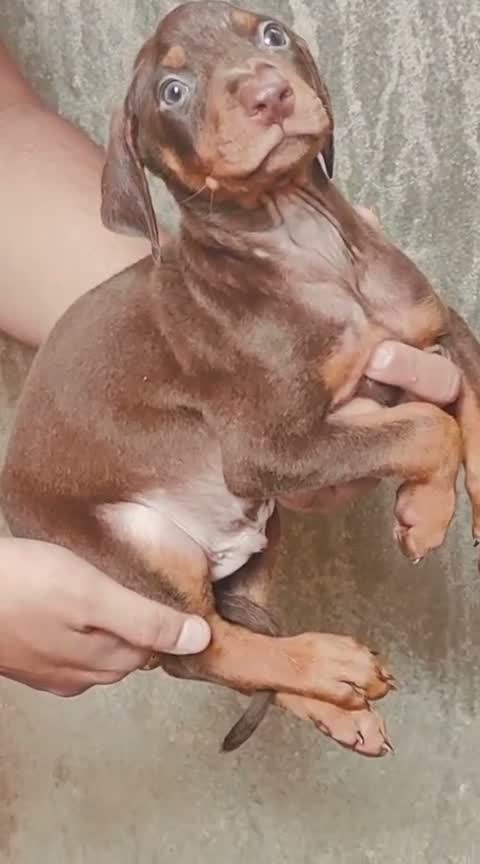 European Doberman Puppy, farm video