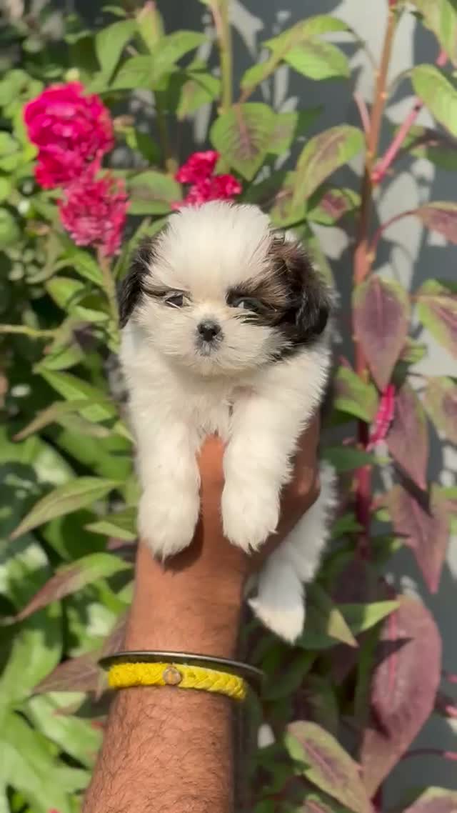 Shih Tzu | Black Color, farm video
