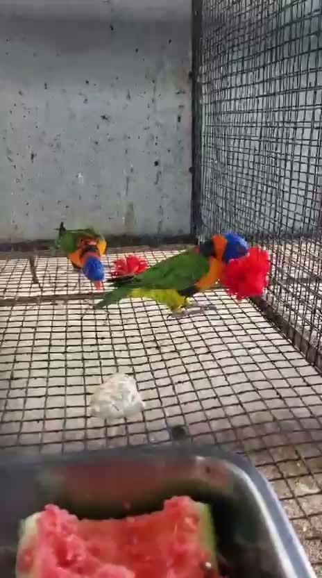 Rainbow Lorikeet, farm video
