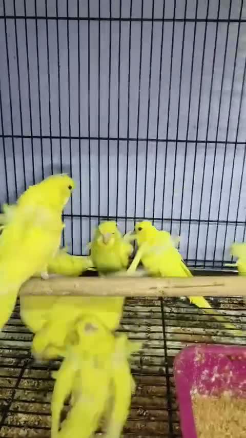 Red-rumped Parakeet, farm video