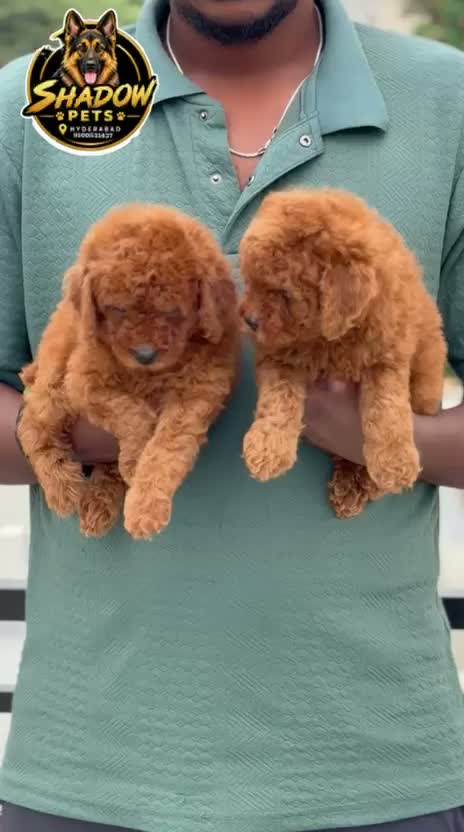 Standard Poodle Puppy | White, farm video