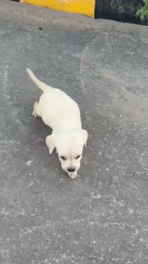 Beagle Black & Tan Puppy, farm video