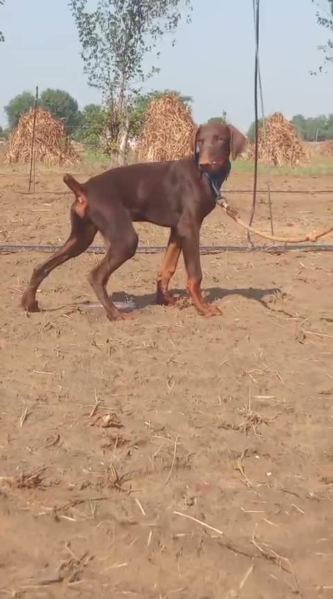 Doberman Pinscher Puppy | Brown & Tan, farm video