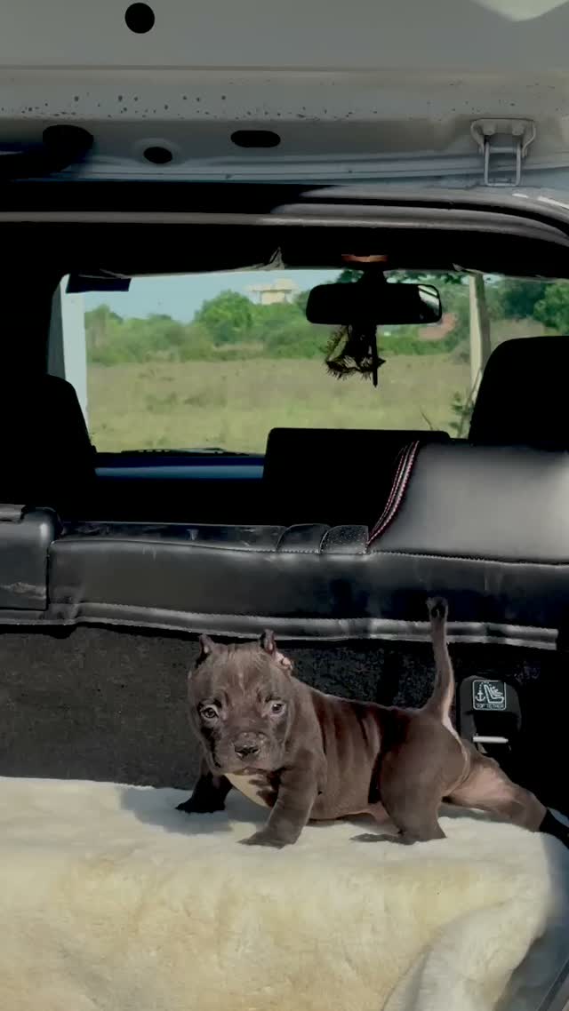 American Bully Pocket Size Puppy, farm video