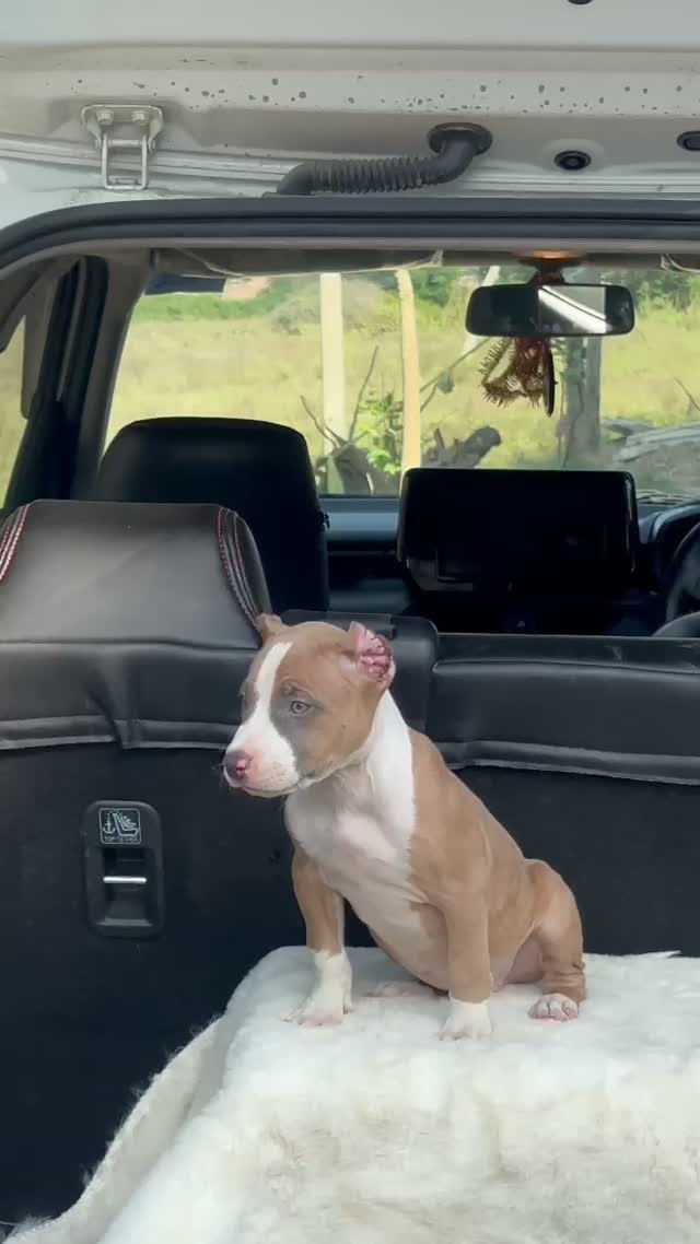 American Bully Pocket Size Puppy, farm video