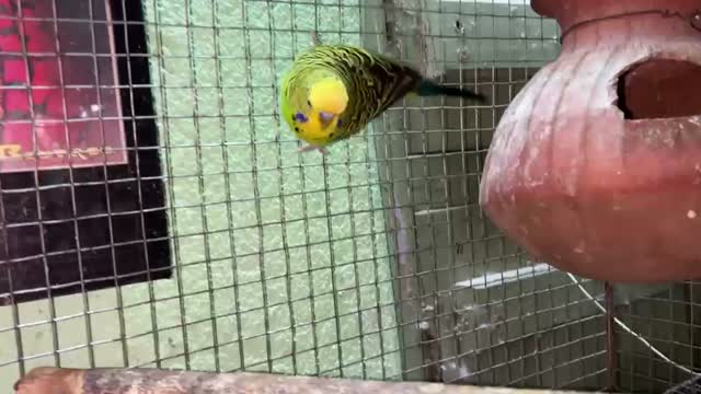 Holland Budgies, farm video