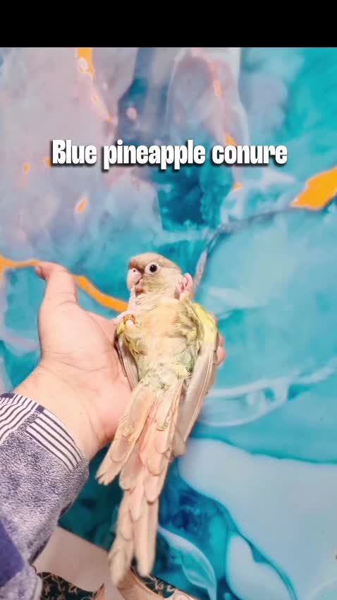 Pineapple Headed Conure, farm video