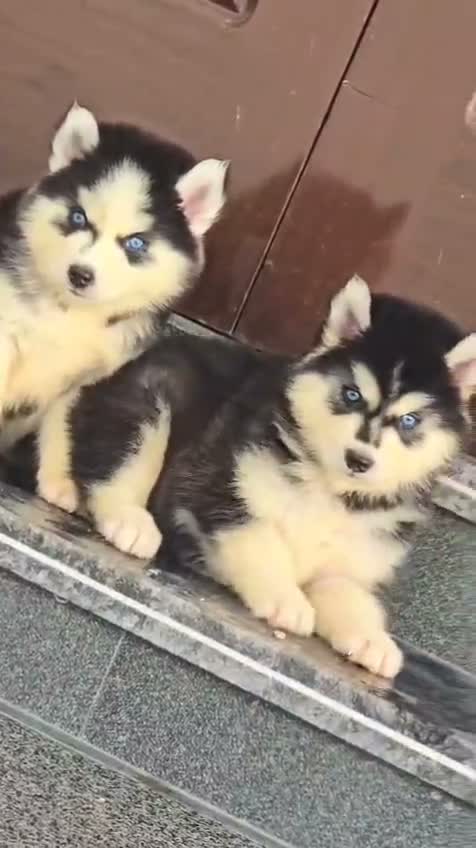 Siberian Husky Puppy | Black & White Color, farm video