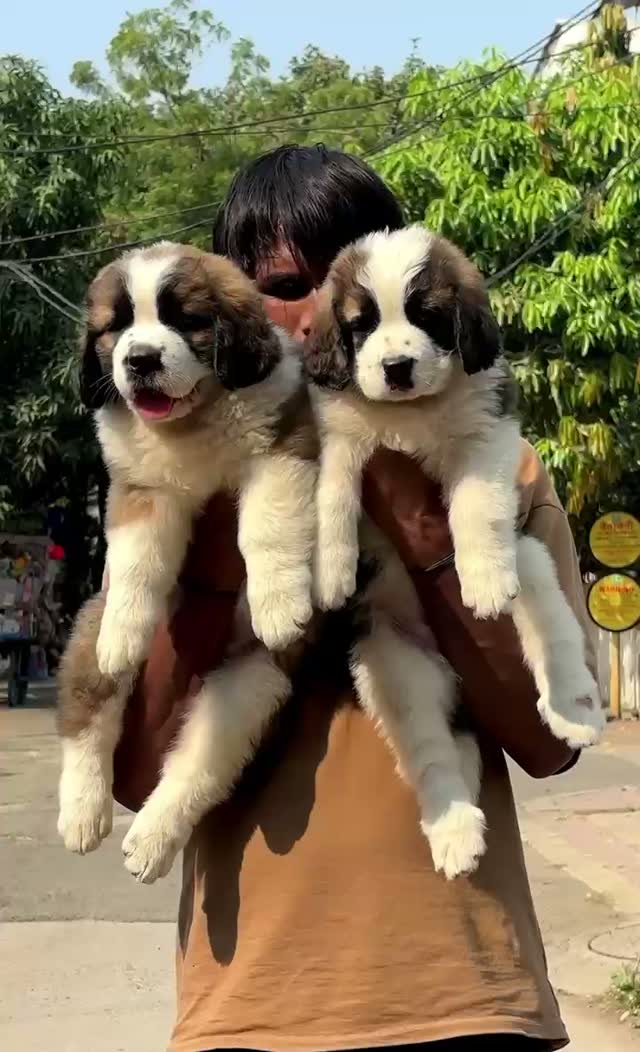 Saint Bernard Puppy, farm video