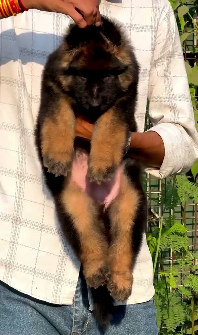 German Shepherd Puppy, farm video