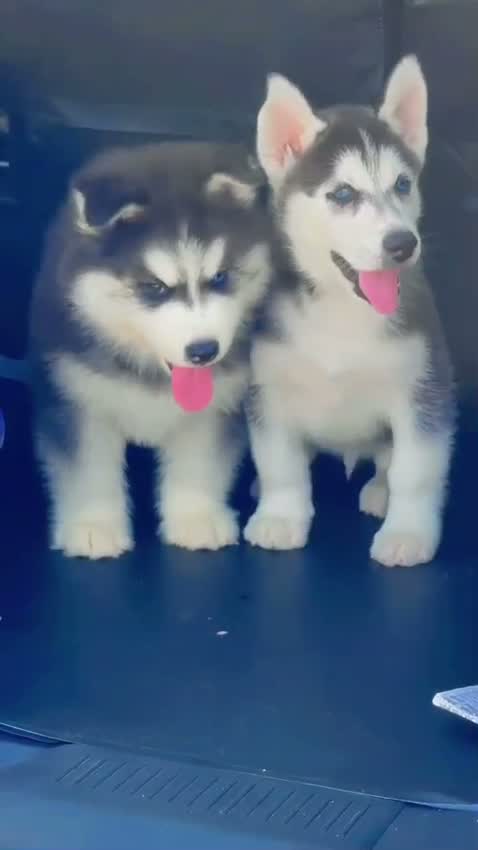 Siberian Husky Puppy | Black & White Color, farm video