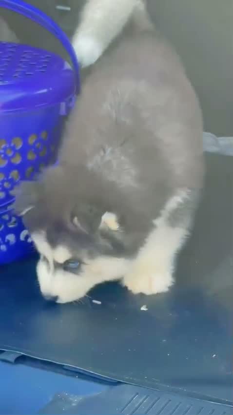 Siberian Husky Puppy | Black & White Color, farm video