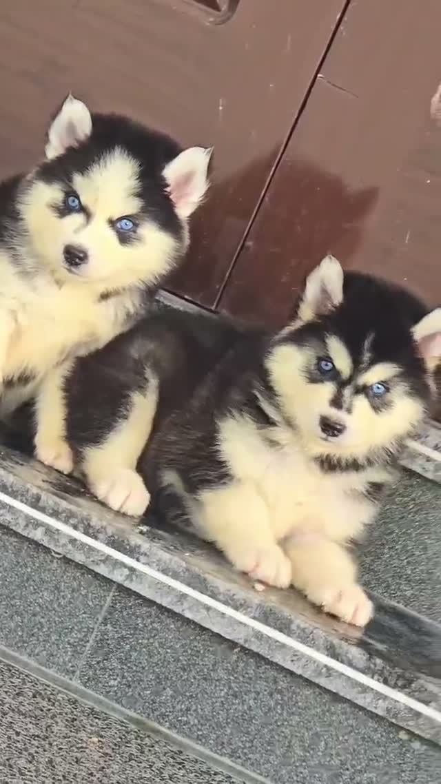 Siberian Husky Puppy | Black & White Color, farm video
