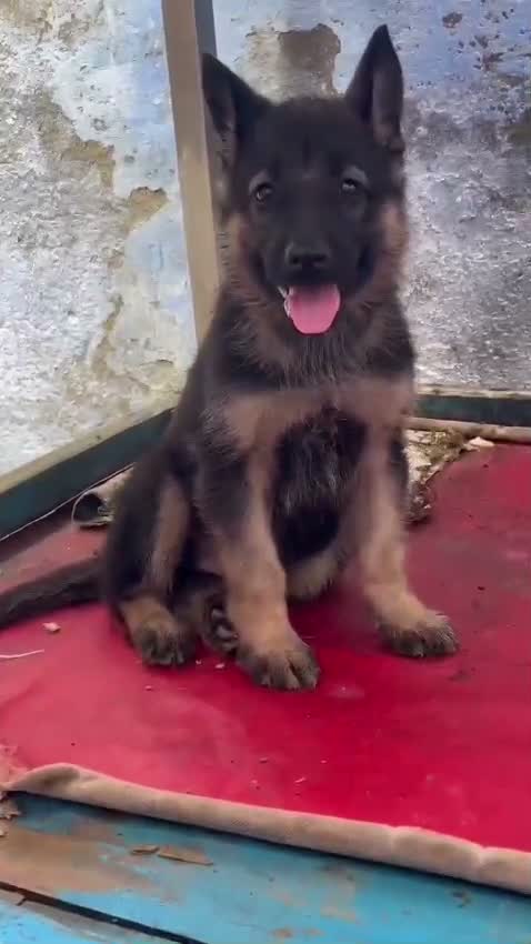 German Shepherd Puppy, farm video