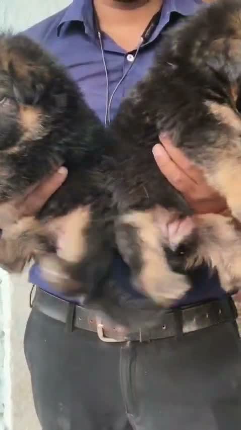 German Shepherd Puppy, farm video