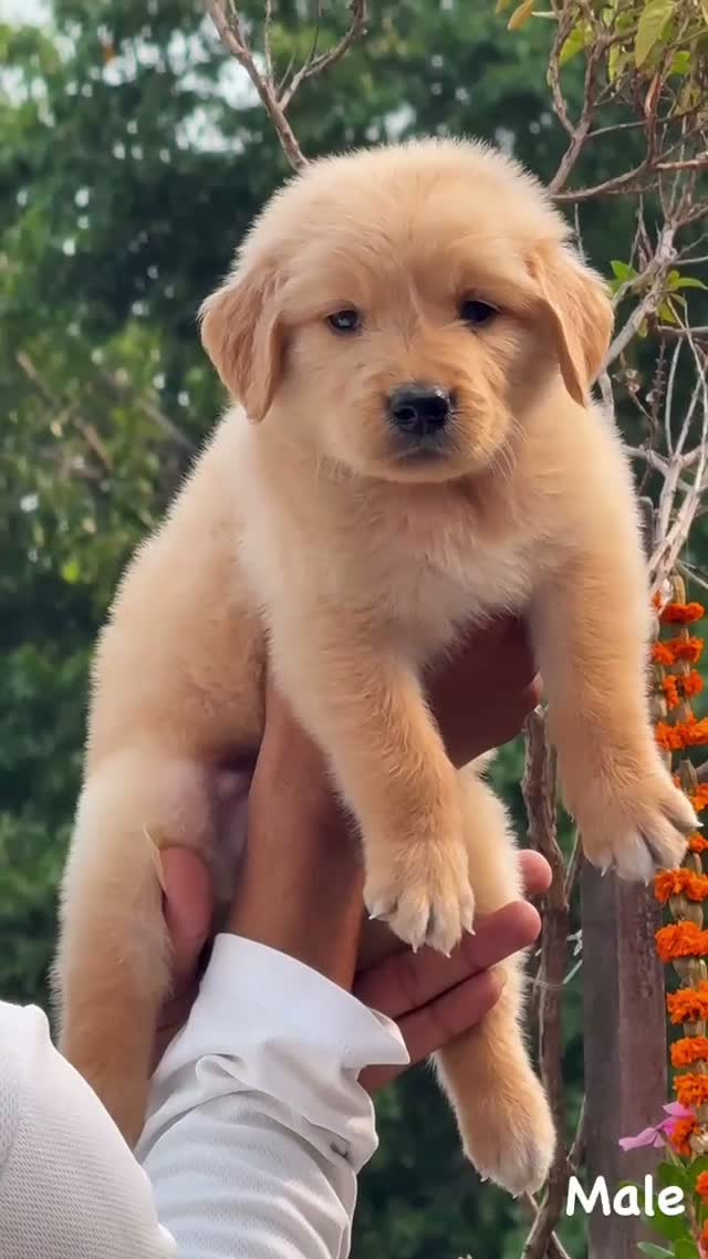 Golden Retriever, farm video