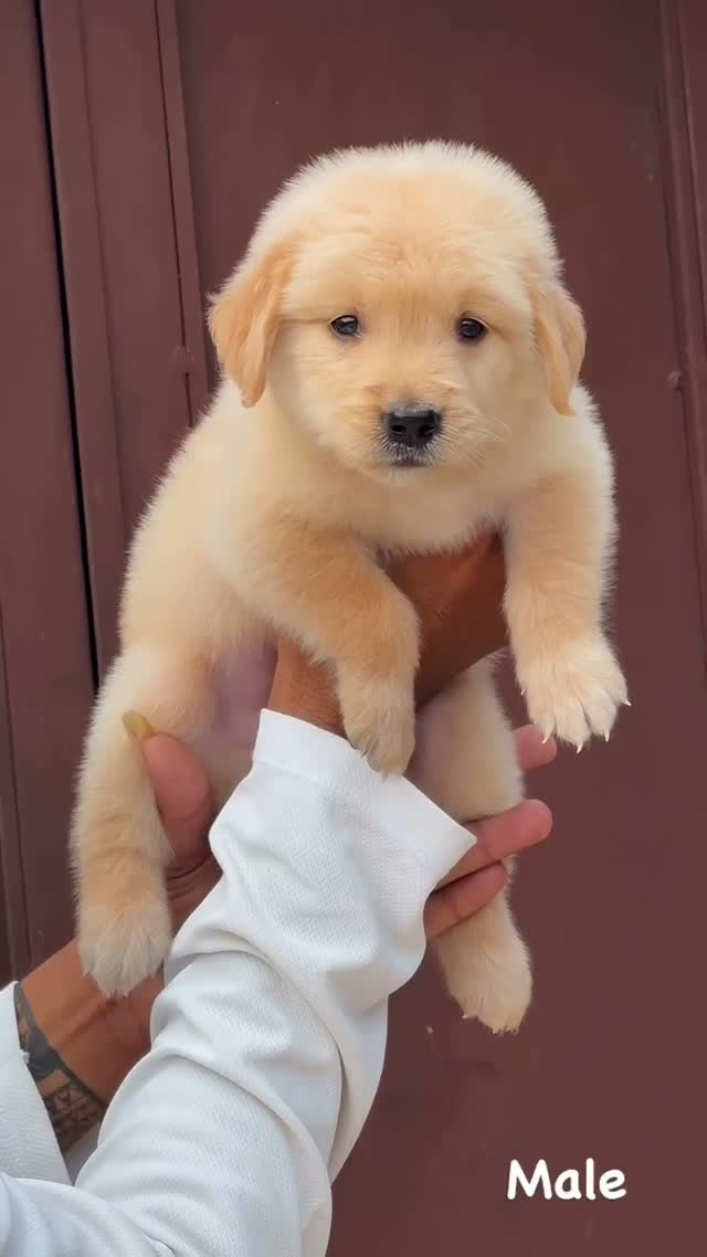 Golden Retriever, farm video
