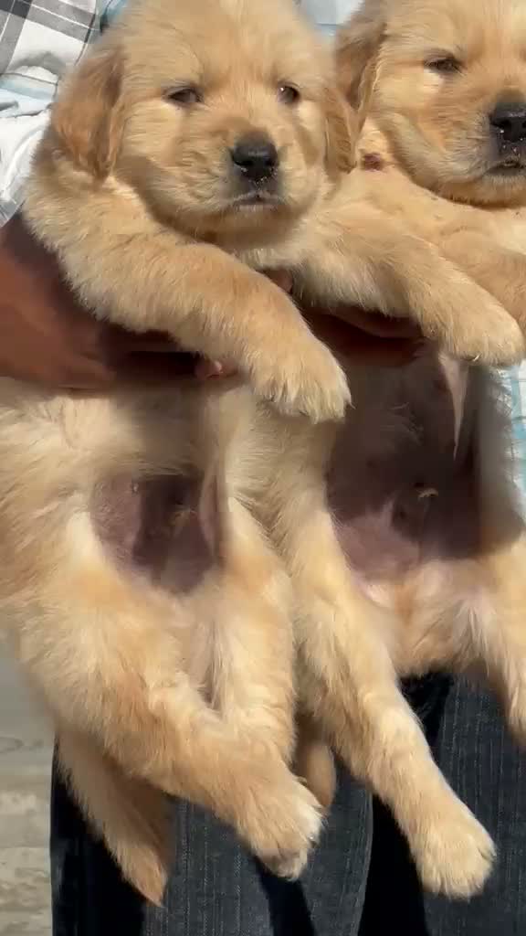 Golden Retriever, farm video