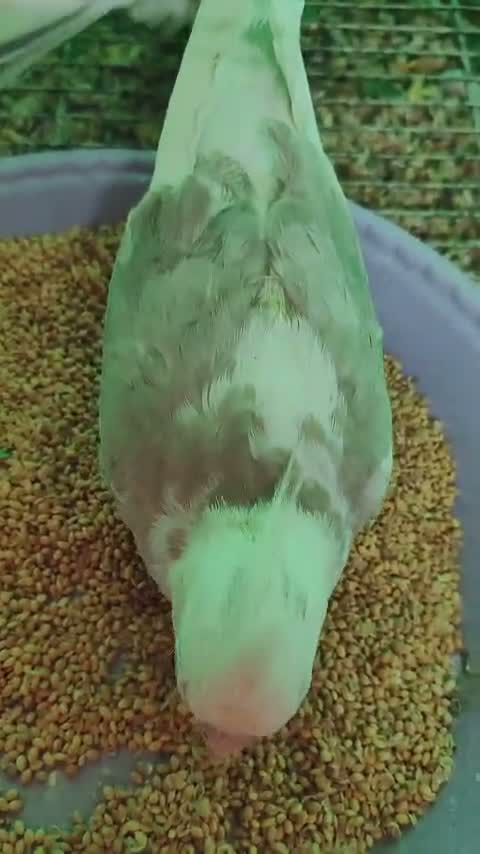 Cockatiel, farm video