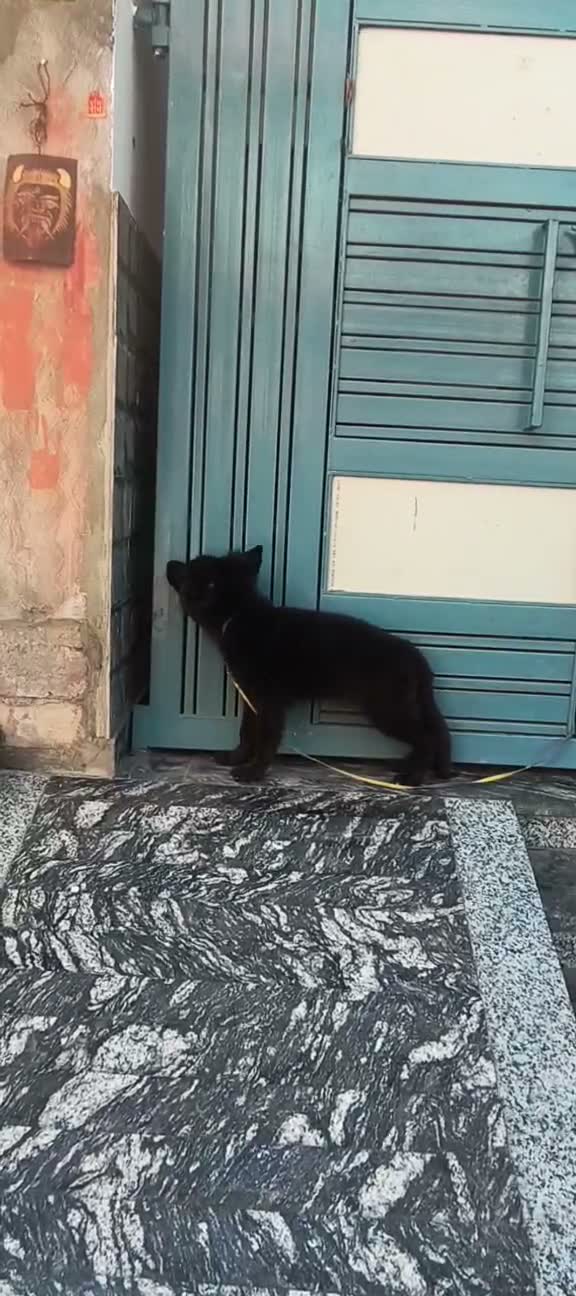 German Shepherd Puppy, farm video