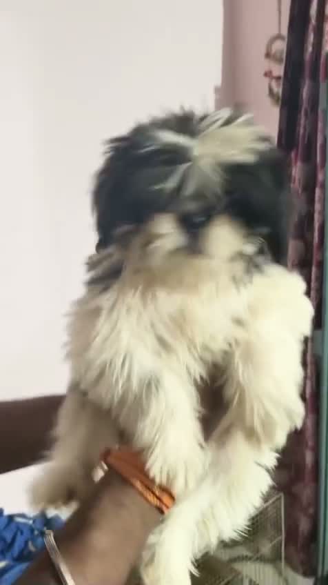 Shih Tzu | Black Color, farm video