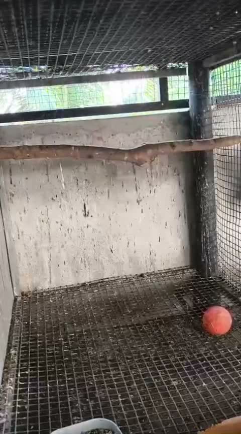 Black Capped Conure, farm video